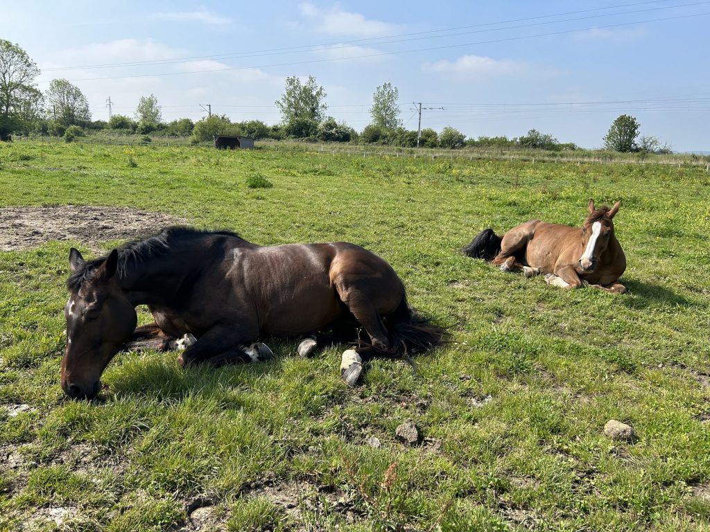 Cheval en liberté
